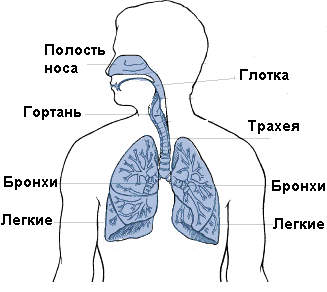 Как выглядят органы дыхания у ребенка.