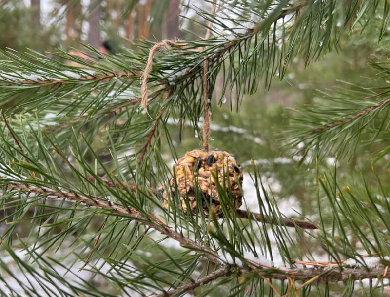 Шарики кормушки для птиц - как и из чего их сделать